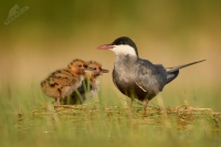 Rybak bahenni - Chlidonias hybrida - Whiskered Tern 0900